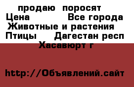 продаю  поросят  › Цена ­ 1 000 - Все города Животные и растения » Птицы   . Дагестан респ.,Хасавюрт г.